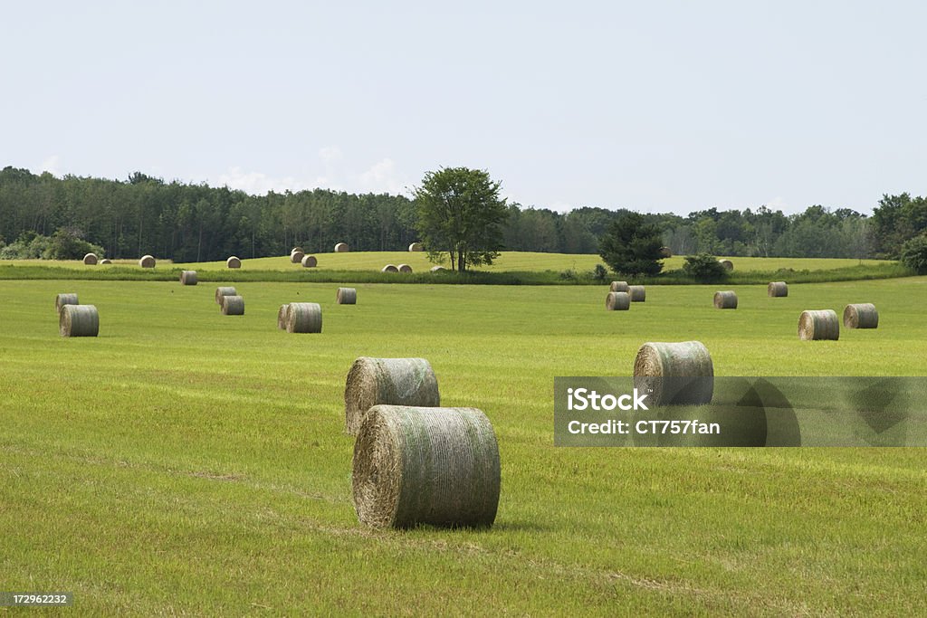 Heuballen im Feld - Lizenzfrei Agrarbetrieb Stock-Foto
