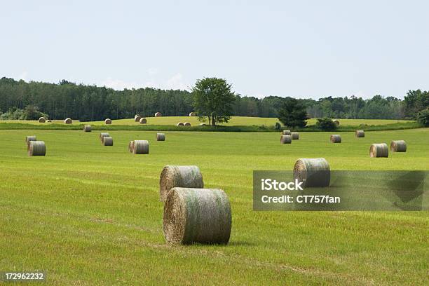 Heuballen Im Feld Stockfoto und mehr Bilder von Agrarbetrieb - Agrarbetrieb, Baum, Feld