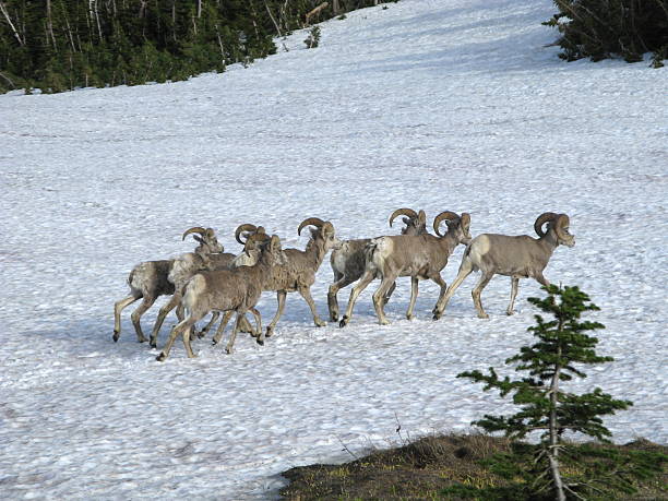 ram オオツノヒツジ冬の一団 - bighorn sheep ram sheep winter ストックフォトと画像