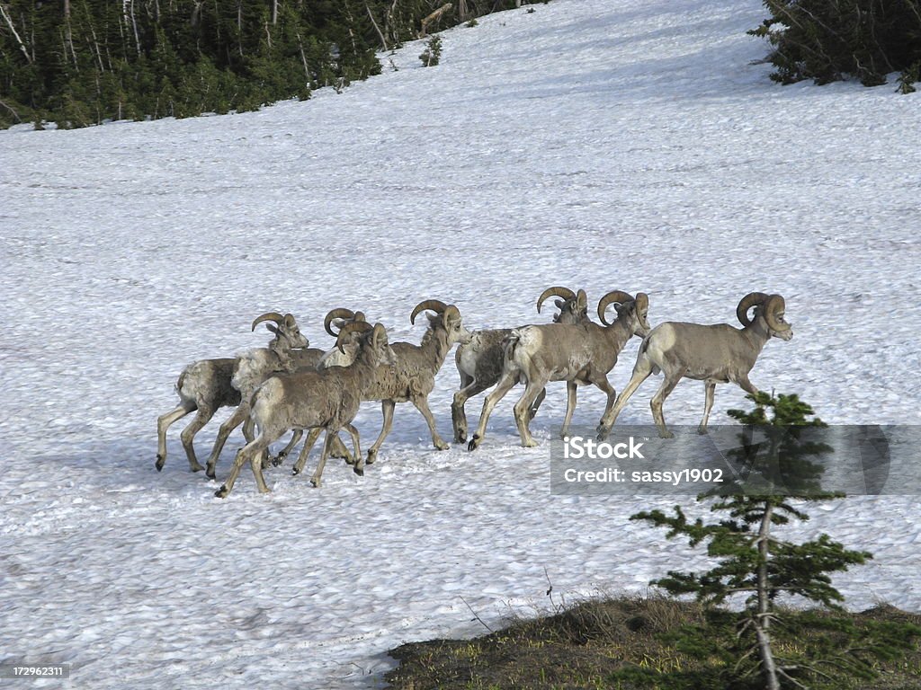 Ram Owca kanadyjska Stado Zima - Zbiór zdjęć royalty-free (Baran - Zwierzę płci męskiej)