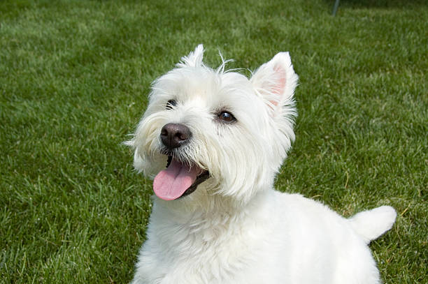 istock West Highland Terrier dog 172962392