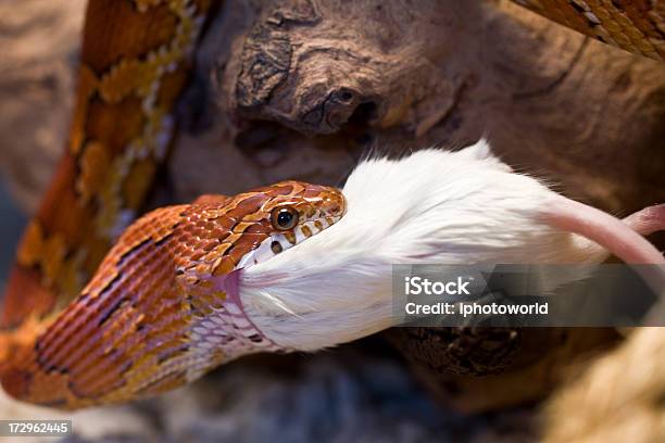 Topo Mangia Un Serpente - Fotografie stock e altre immagini di Affamato - Affamato, Animale, Animale selvatico