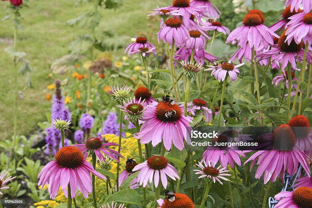 Sonnenhut-Pflanzengattung - Lizenzfrei Alternative Medizin Stock-Foto