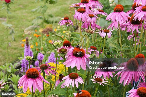 Sonnenhutpflanzengattung Stockfoto und mehr Bilder von Alternative Medizin - Alternative Medizin, Blume, Blüte