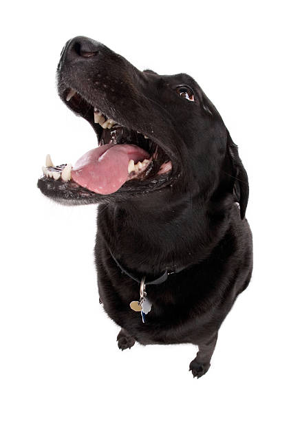 grande laboratorio - dog black labrador retriever animal nose foto e immagini stock