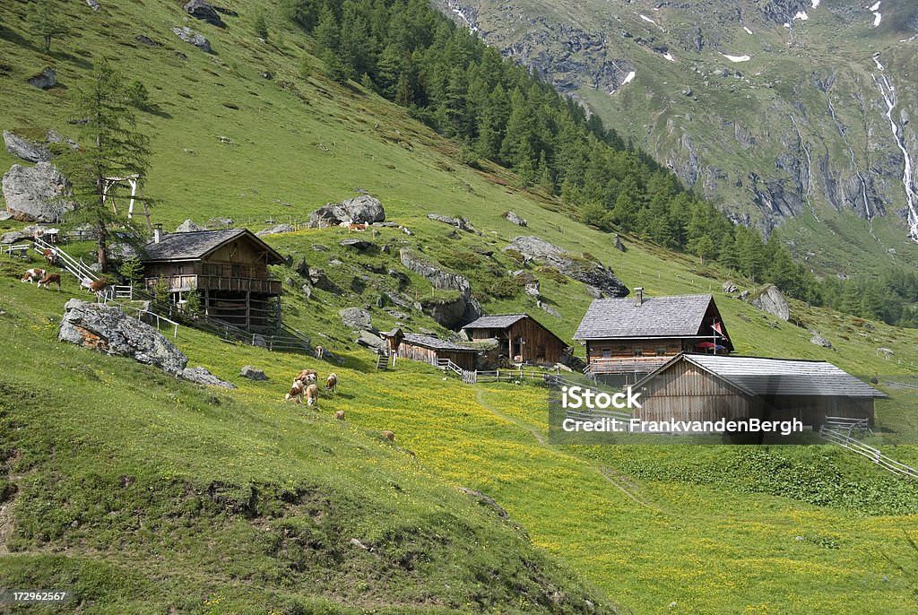 Farm Farm house in a beautifull valley in the European Alps. The valley is covered with blooming yellow buttercups. During late afternoon in natural sunlight.Other images; Agriculture Stock Photo