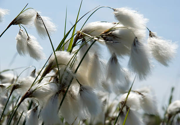 общие хлопок-трава (eriophorum angustifolium) против голубого неба. - cotton grass стоковые фото и изображения