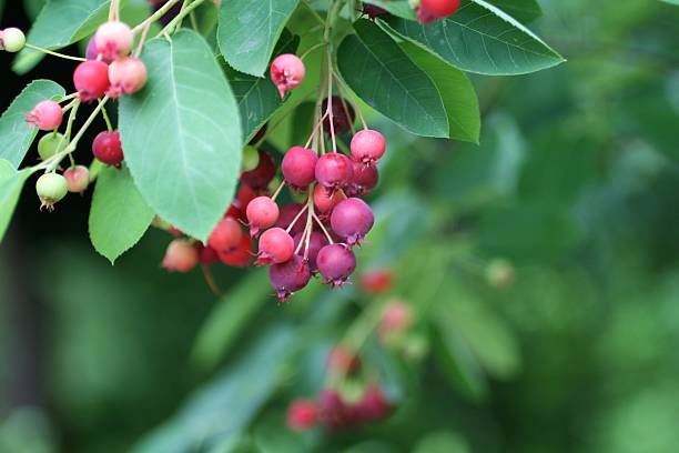 1,500+ Juneberry Tree Stock Photos, Pictures & Royalty-Free Images