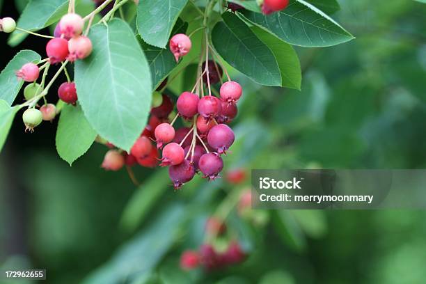 Serviceberries Stock Photo - Download Image Now - Amelanchier, Fruit, Tree