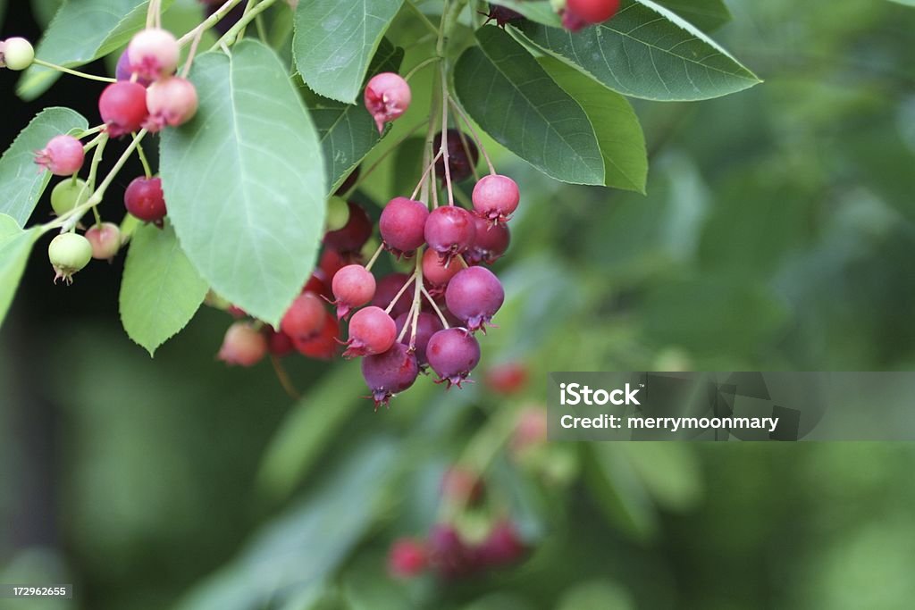 serviceberries - Royalty-free Amelanchier Foto de stock