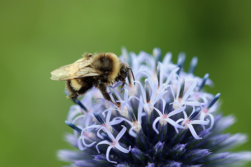 Purple globe thistle, Echinops ritro, flower in close up with a bumblebee and a blurred background of leaves.