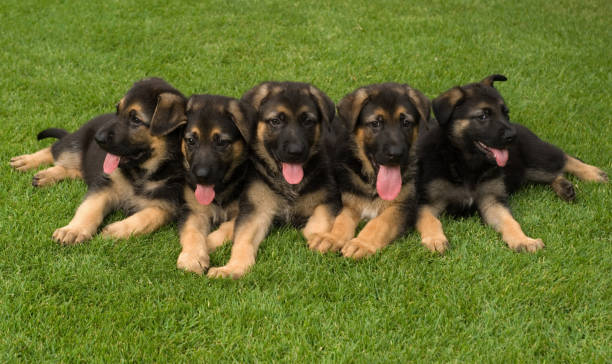 istock Group Of Puppies 172962965