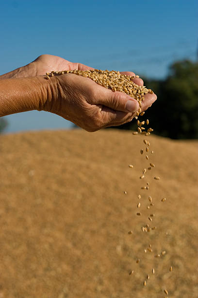istock palms with a grain of wheat 172963283