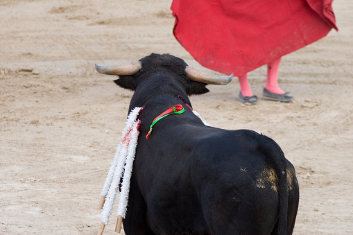 Wounded bull looking at Torrero. Shot in Mallorca, Spain. Adobe RGB