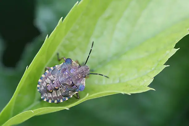 Photo of bug on leaf