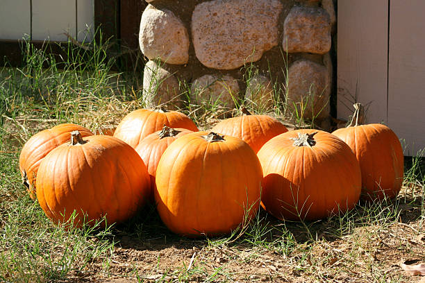 Barnyard Pumpkins stock photo