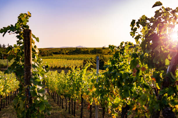 istock Vineyard in the autumn sun 1729635296