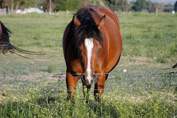istock Horse hanging head over fence. 172963792