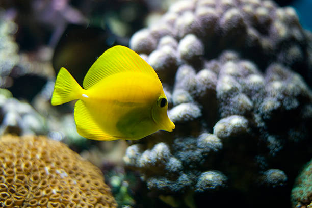 istock Tropical Fish swimming in coral 172963982
