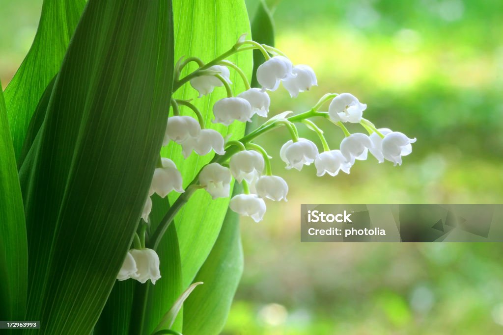 lilly des Tals - Lizenzfrei Convallaria Stock-Foto