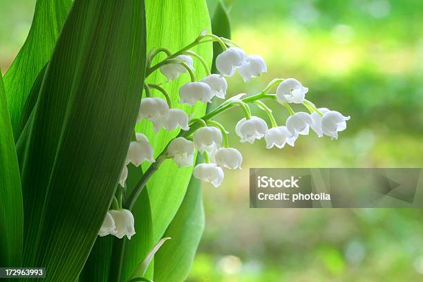 Foto de Lilly Do Vale e mais fotos de stock de Lírio-do-Vale - Lírio-do-Vale, Botânica - Assunto, Branco