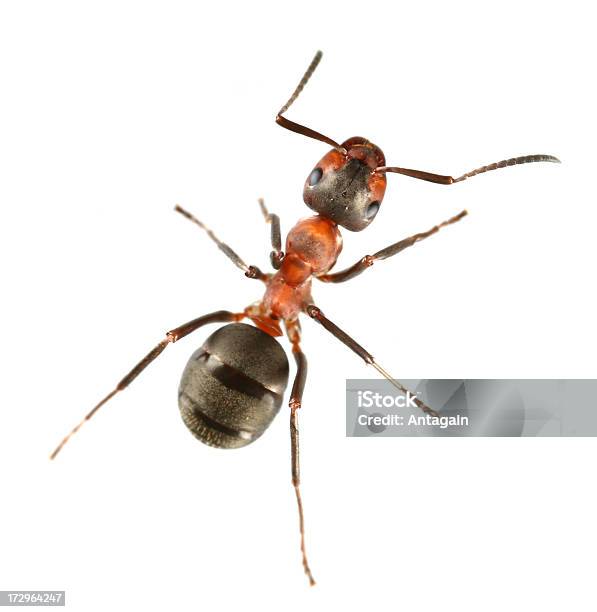 Ant Stockfoto und mehr Bilder von Ameise - Ameise, Freisteller – Neutraler Hintergrund, Arbeiten