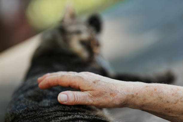 Comfort comes from the tender touch of an old woman's hand, full of age spots, on a cat by the park table. He licks his paw, embraced by her warmth