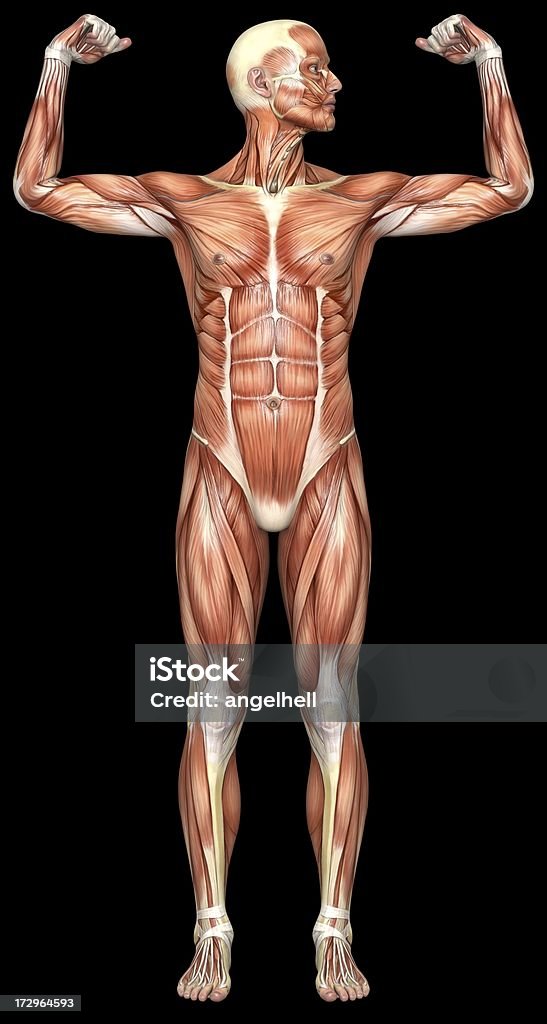 Corpo umano di un uomo con i muscoli - Foto stock royalty-free di A petto nudo