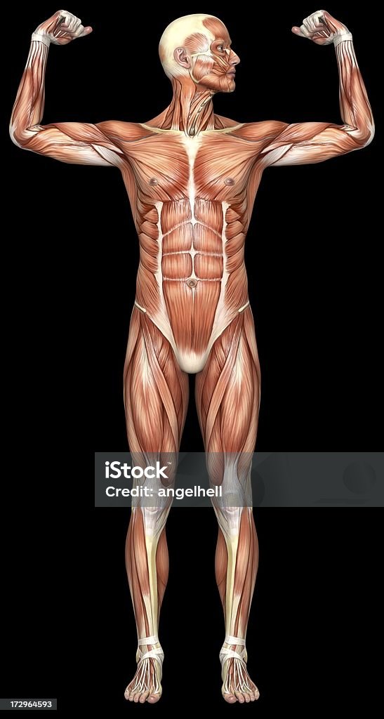 Ludzkie ciało z człowiek z mięśni - Zbiór zdjęć royalty-free (Anatomia człowieka)