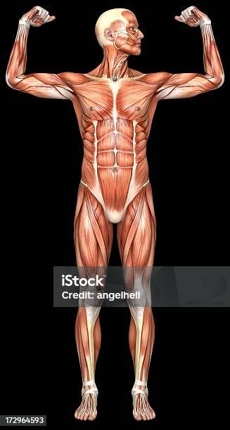 Ludzkie Ciało Z Człowiek Z Mięśni - zdjęcia stockowe i więcej obrazów Anatomia człowieka - Anatomia człowieka, Badanie lekarskie, Bez koszulki