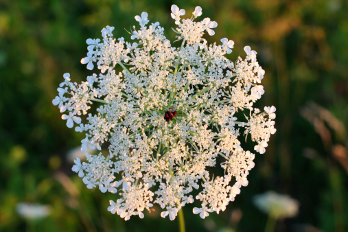 Queen Anne's Lace wildflower on summer afternoon.