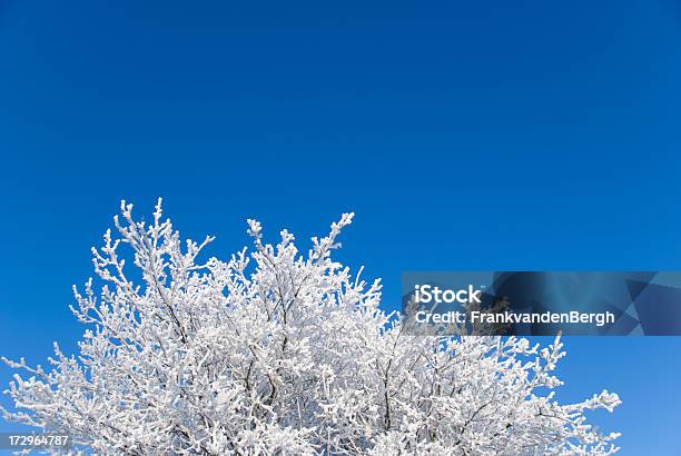 Árbol Cubierto De Nieve Foto de stock y más banco de imágenes de Aire libre - Aire libre, Azul, Boscaje