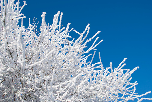 Tree covered with snow,against a beautifull blue sky as copy space.