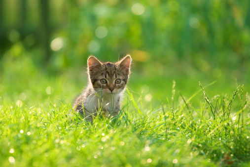 Cat playing on the grass