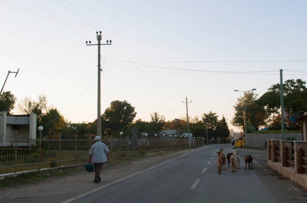 pastor anciano camina con sus cabras por un camino rural al atardecer, albania - albania shkoder old town arch fotografías e imágenes de stock
