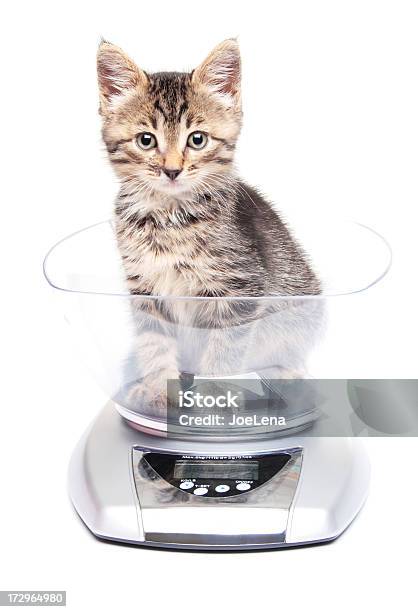 Kitten In A Scale Stock Photo - Download Image Now - Domestic Cat, Weight  Scale, Animal - iStock
