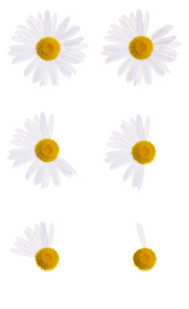 istock Timeline of picking petals off a daisy. 172965014