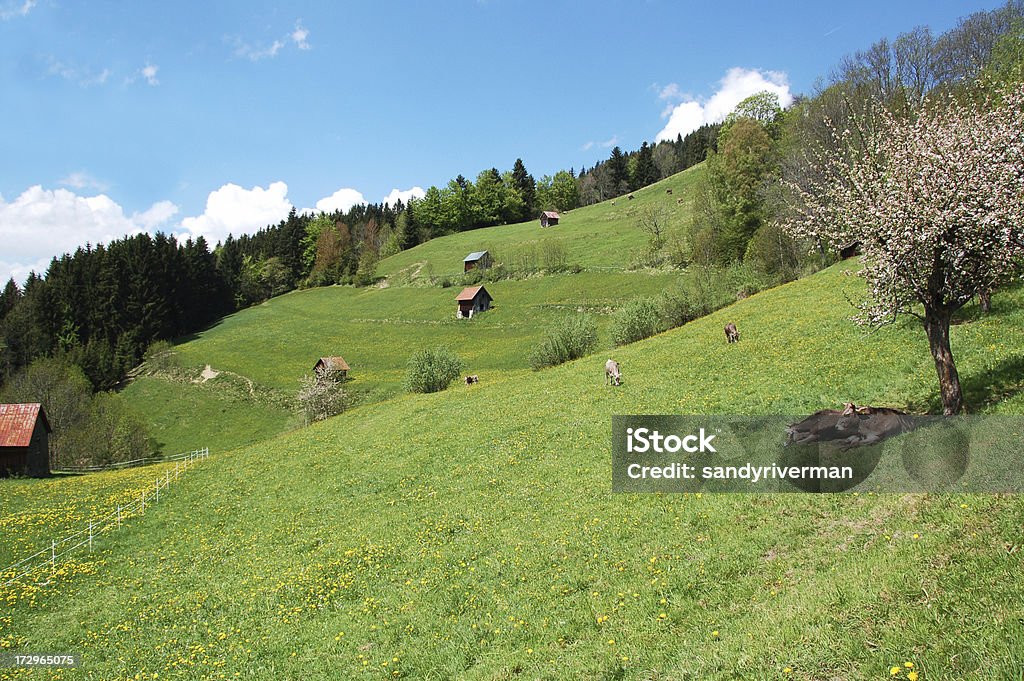 Горный луг в Германии Альпы - Стоковые фото Альгой роялти-фри