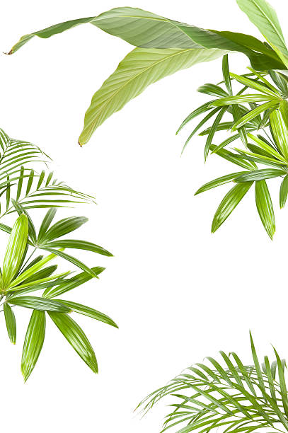 XXL Tropical plant frame XXL tropical plants:: palms and banana to make a back ground frame.  Completely white isolated background. tropical tree stock pictures, royalty-free photos & images
