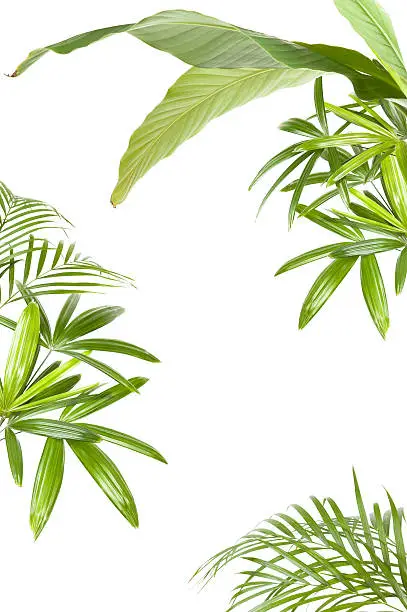 XXL tropical plants:: palms and banana to make a back ground frame.  Completely white isolated background.