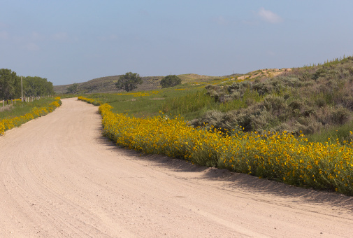 A dirt road runs through Kansas sand hills and wildflowers