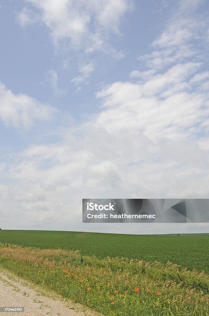 Iowa champ de soja - Photo de Agriculture libre de droits