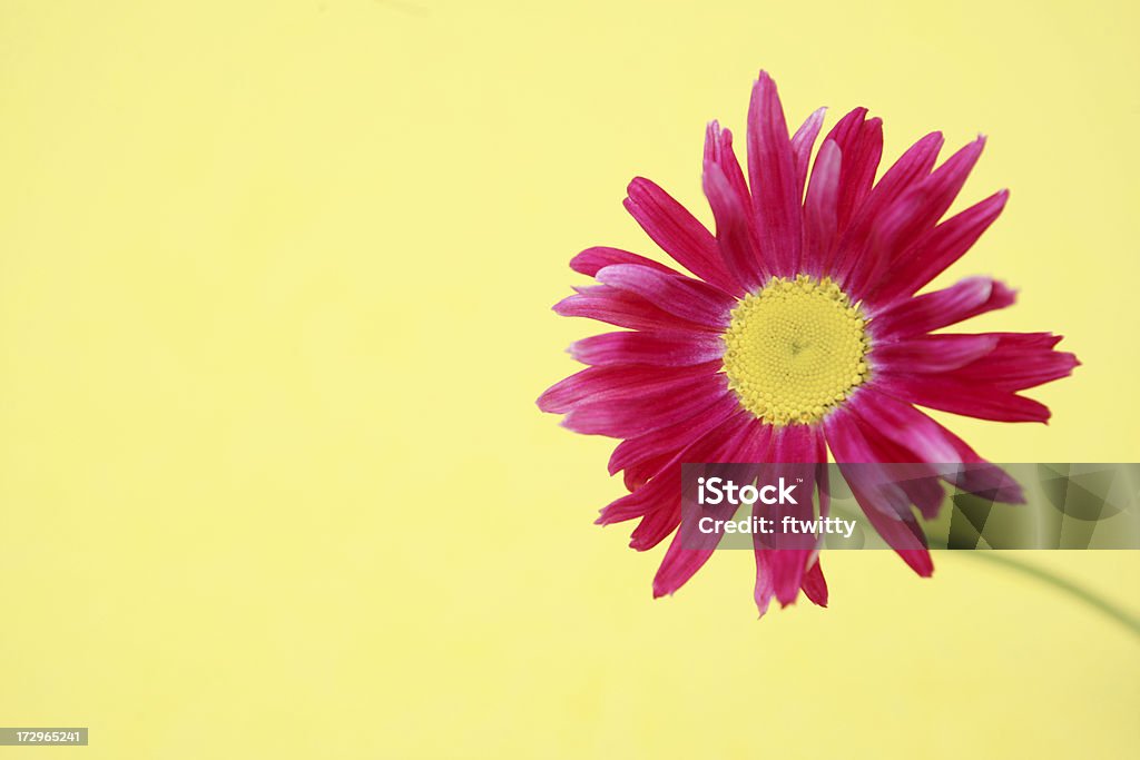 Розовая Маргаритка на желтый - Стоковые фото Без людей роялти-фри