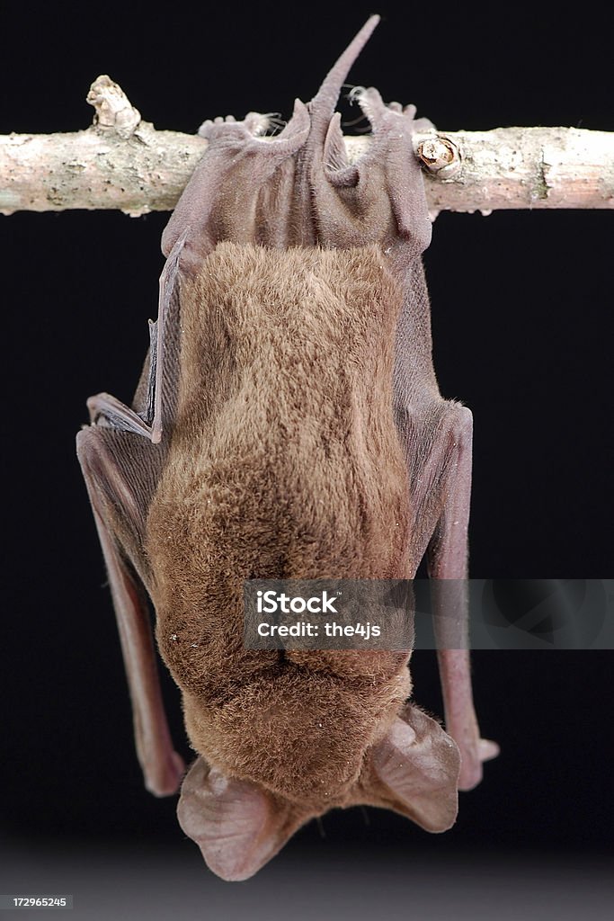 Brazilian Free-tail Bat Hanging - Full Rear View Brazilian or Mexican Free-Tail Bat ( Tadarida brasiliensis ) hanging from a twig as seen from the rear. Animal Stock Photo