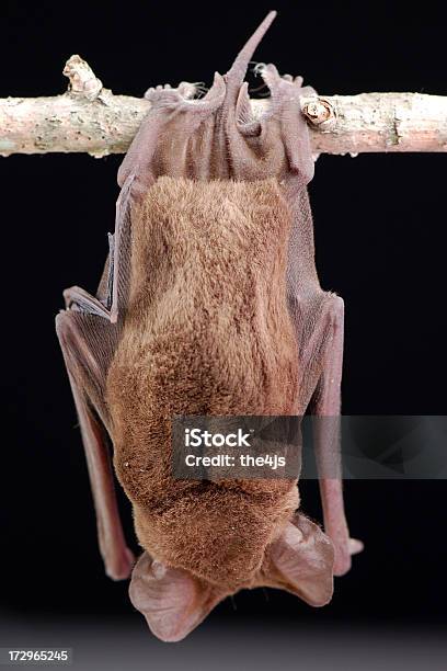 Brazilian Freetail Bat Hanging Full Rear View Stock Photo - Download Image Now - Animal, Animal Body Part, Animal Hair