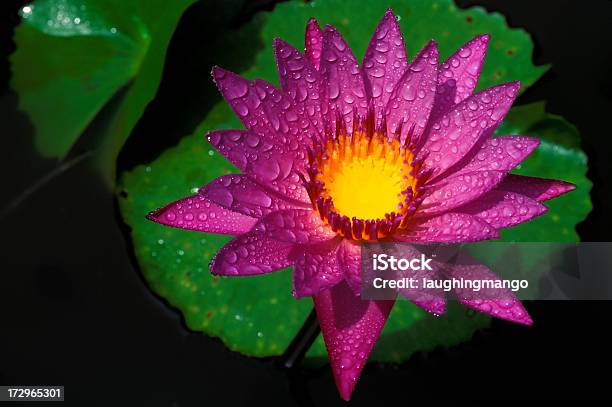 핑크 바하이 수련 0명에 대한 스톡 사진 및 기타 이미지 - 0명, 검정색 배경, 꽃 한송이