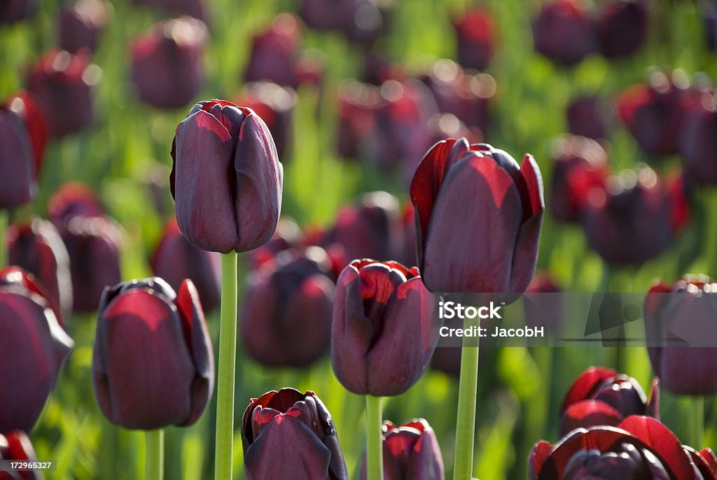 Púrpura oscura tulipanes - Foto de stock de Agricultura libre de derechos