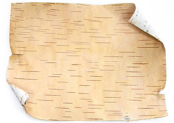Bark of the birch - bacground