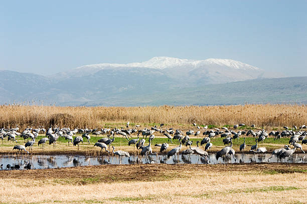 Cranes in the Hula Valley Cranes feeding from a field in the Hula Valley, with Mount Hermon in the background. eurasian crane stock pictures, royalty-free photos & images