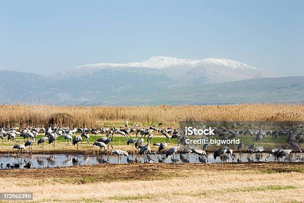 Guindastes No Vale De Hula - Fotografias de stock e mais imagens de Israel - Israel, Grus grus, Vale de Hula